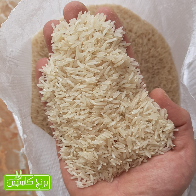 برنج فجر سوزنی گرگان